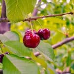 Berries on Tree in Traverse City, Michigan | Stratos Jet Charters, Inc.