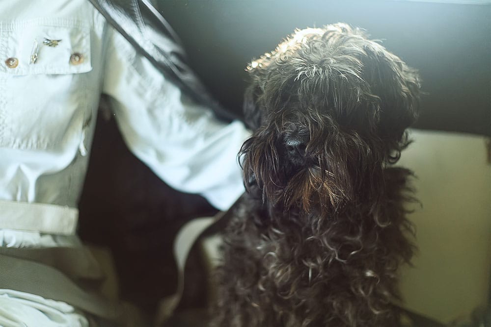 A dog sits on a private jet with their owner